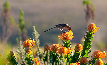 Hermanus Art
