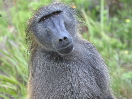 Baboons