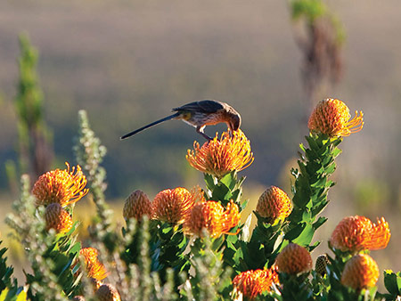 Fynbos Living