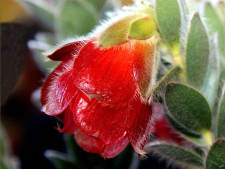 Marsh Rose