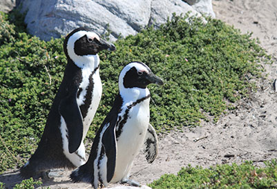 Kleinmond Penguins